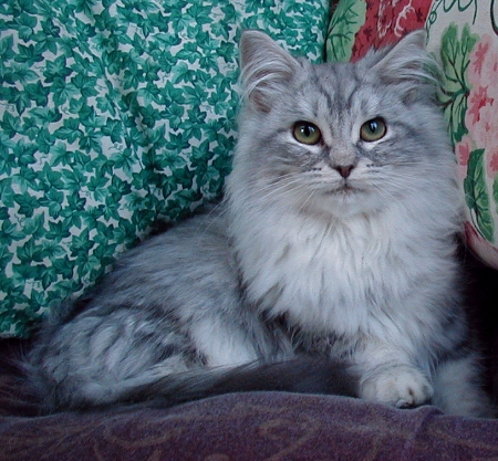 Dirigo New Powderpuff silver classic tabby Maine Coon kitten Puff